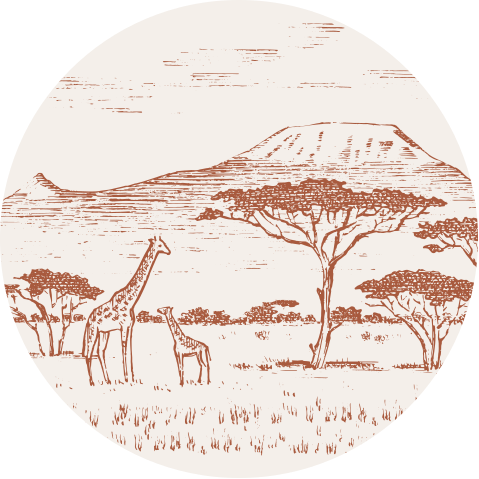Behangcirkel Afrika giraffen