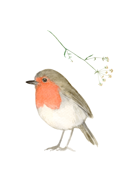 Wenskaart Roodborstje en bloem aquarel