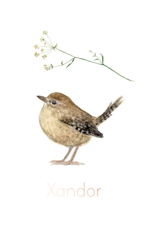 Poster Winterkoninkje en schermbloem waterverf