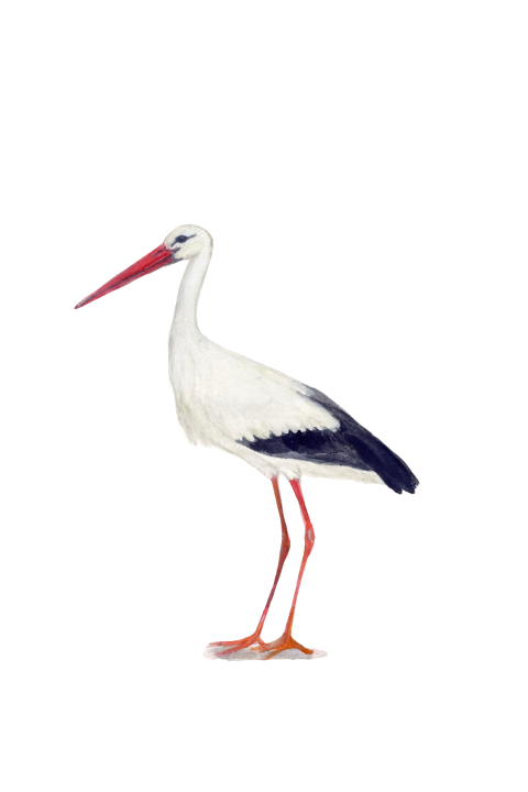 Wenskaart Geboorte Ooievaar
