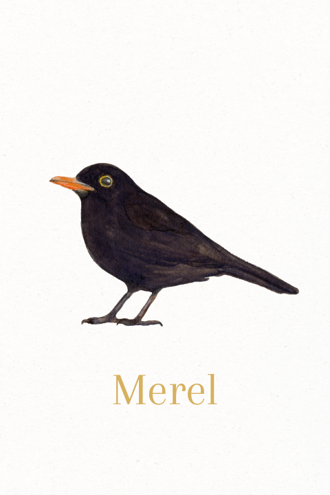 Geboortekaartje merel waterverf