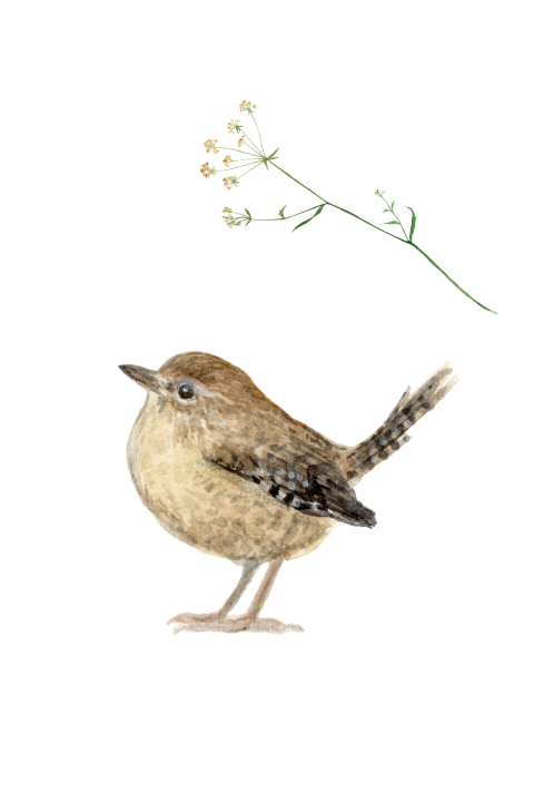Wenskaart Winterkoninkje en bloem aquarel