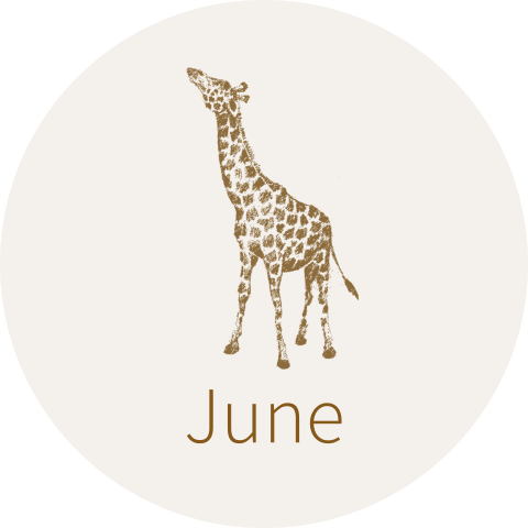 Doopsuiker sticker giraf jungle thema