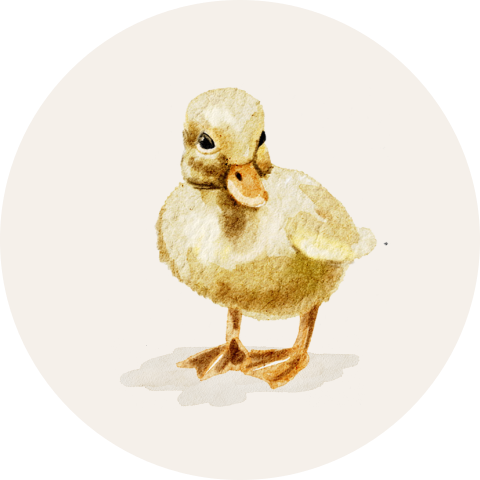 Sluitsticker klein eendje lente