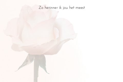 Condoleancekaartje roos