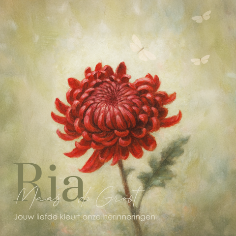 Rouwkaart met rode chrysant –  vol kracht, kleur en liefde