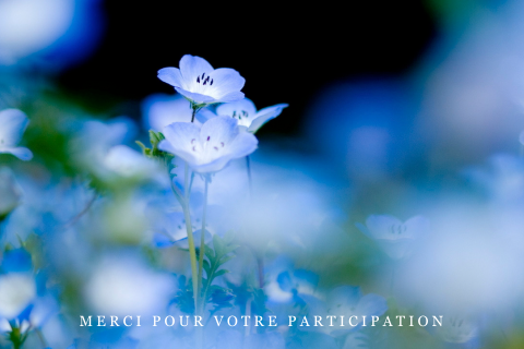 Carte de remerciement de deuil avec des fleurs bleues