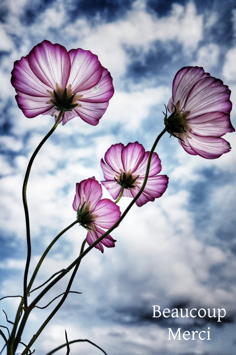 Carte de remerciement de deuil avec photo et fleurs