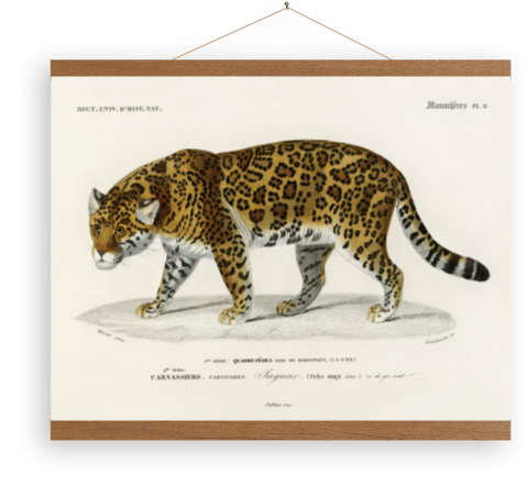 Toile -Jaguar illustré par Charles Dessalines D'Orbigny