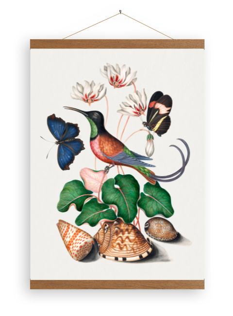 Toile - Colibri Topase de James Bolton