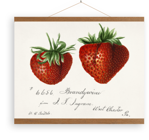 Toile - Fraises fragaria par Deborah Griscom Passmore