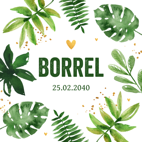Kraamborrel botanisch