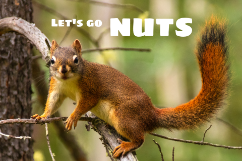 Uitnodiging verjaardagsfeest Let's go Nuts Eekhoorn