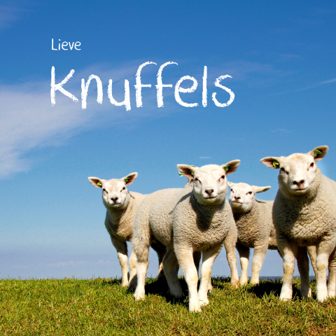 Wenskaart lammetjes lieve knuffels