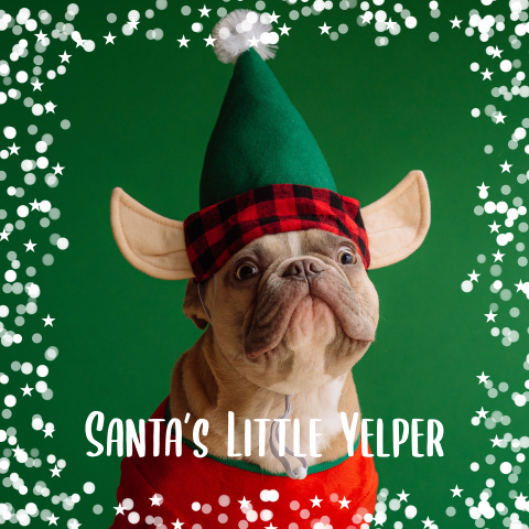 Grappige kerstkaart hond