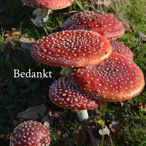 Moderne bedankkaart paddestoelen in het bos rood met witte stippen
