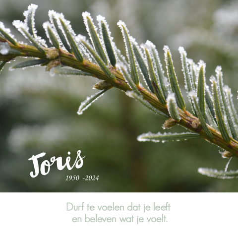 Winters overlijdensbericht in groen met sparrentak tijdens vorst