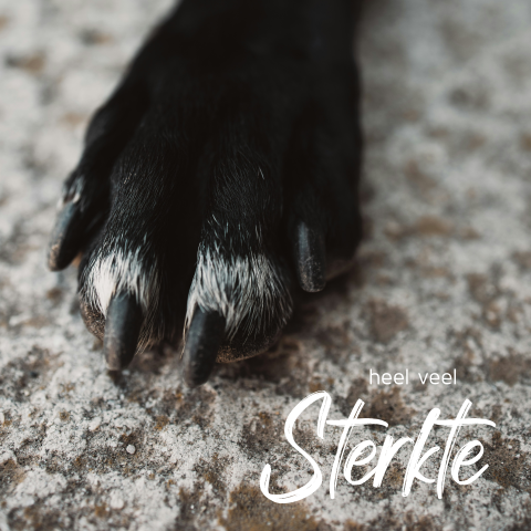Condoleance kaart hond met foto poot