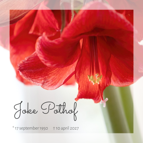 Fotografie rouwkaart met rode amaryllis