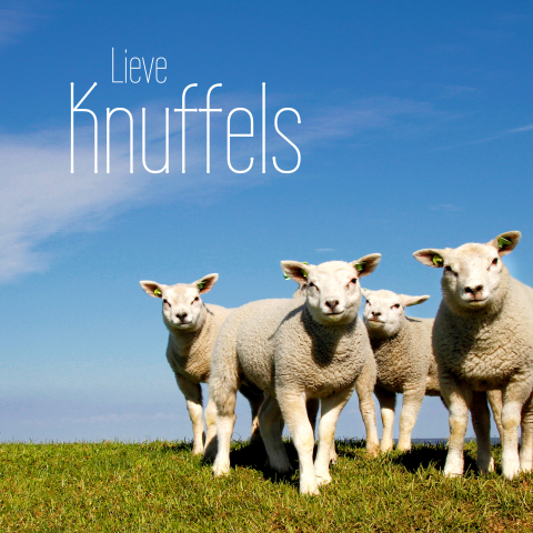 Condoleancekaart lieve knuffels schattige lammetjes