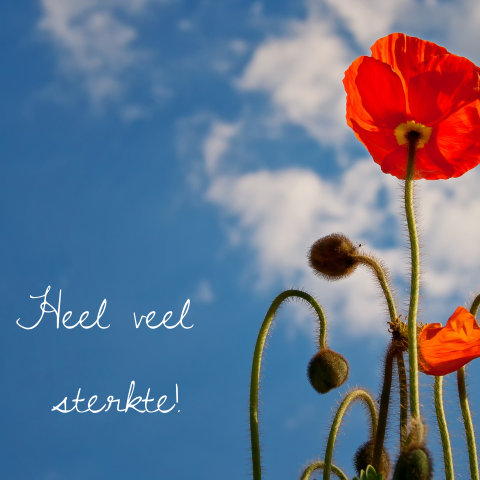 Mooie condolance kaart met rode klaproos