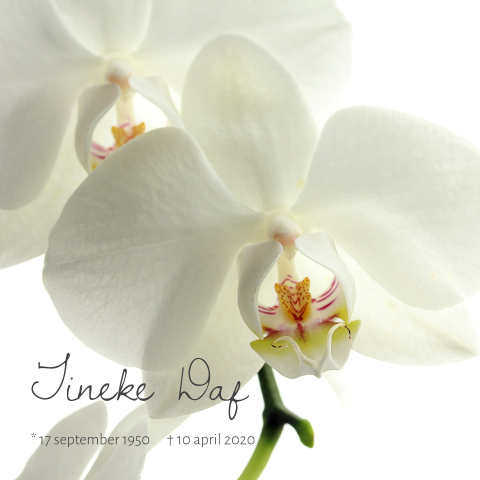 Fotografie herinneringskaart met witte orchidee