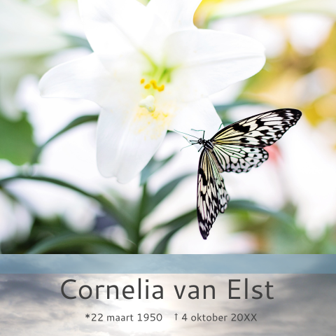 Mooie rouwkaart met een witte lelie en vlinder