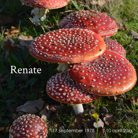 Rouwkaart paddestoelen in het bos rood met witte stippen
