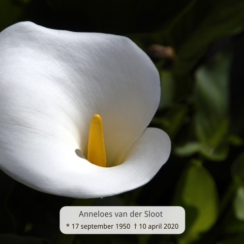Mooie bloemen rouwkaart met witte bloem
