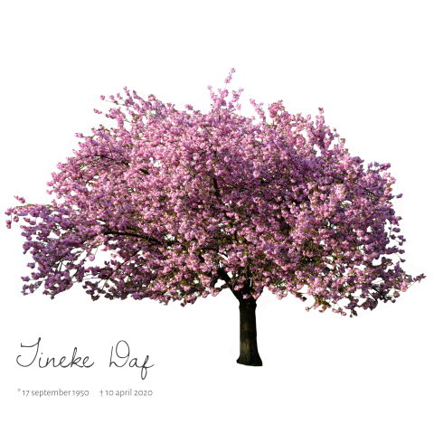 Fotografie rouwkaart roze magnolia boom