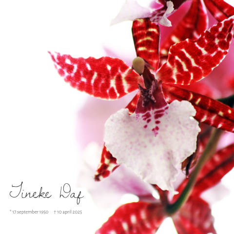Fotografie rouwkaart met rode orchidee