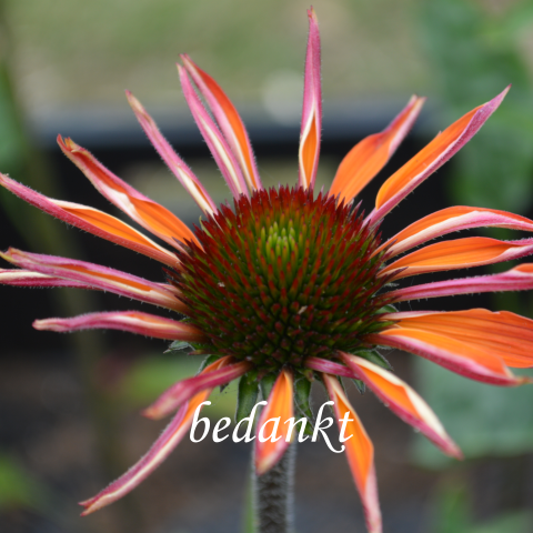Overlijdenskaart bedankkaart met oranje clematis bloem