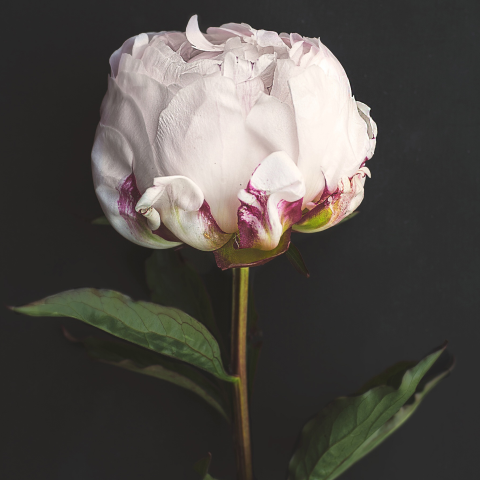 Prachtig gefotografeerde bloem met aanpasbare binnenkant