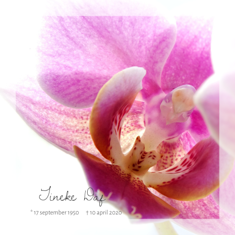Fotografie rouwkaart met roze orchidee