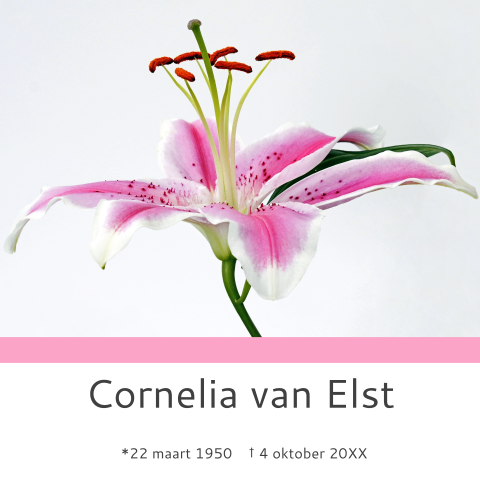 Mooie rouwkaart met een wit-roze lelie