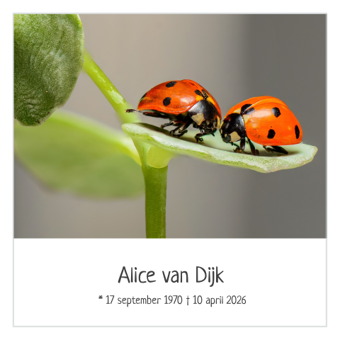 Mooie rouwkaart met lieveheersbeestjes  en rouwrand