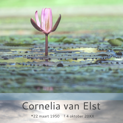 Mooie rouwkaart vrouw of man met paarse waterlelie en veel groen