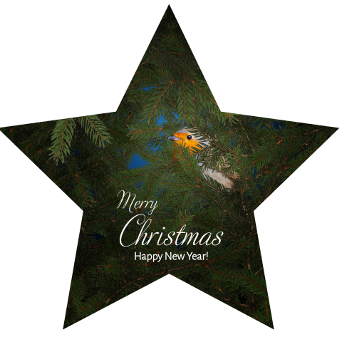 Kerstkaartje in stervorm met een roodborstje in het dennengroen