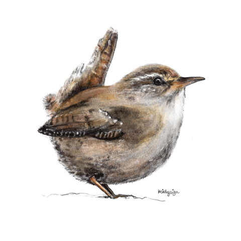 Wenskaart dierentekening winterkoninkje - vogel