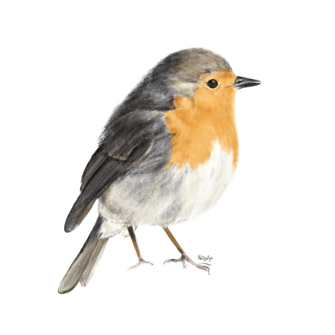 Wenskaart dierentekening roodborstje - vogel