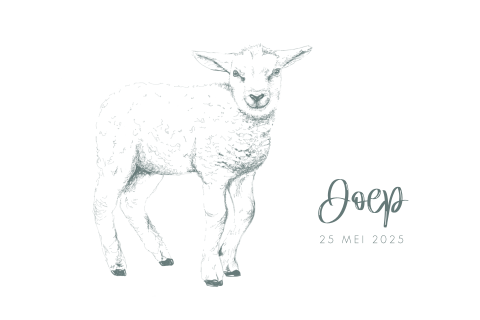 Geboortekaart jongen realistische tekening lammetje