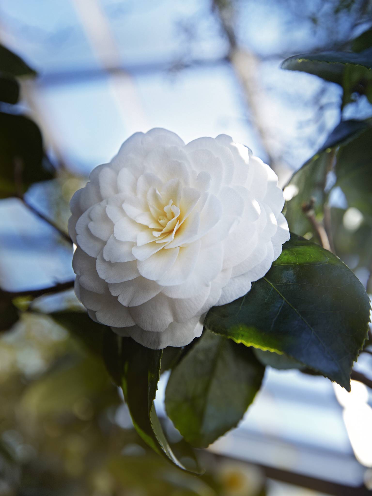 camelia witte bloem