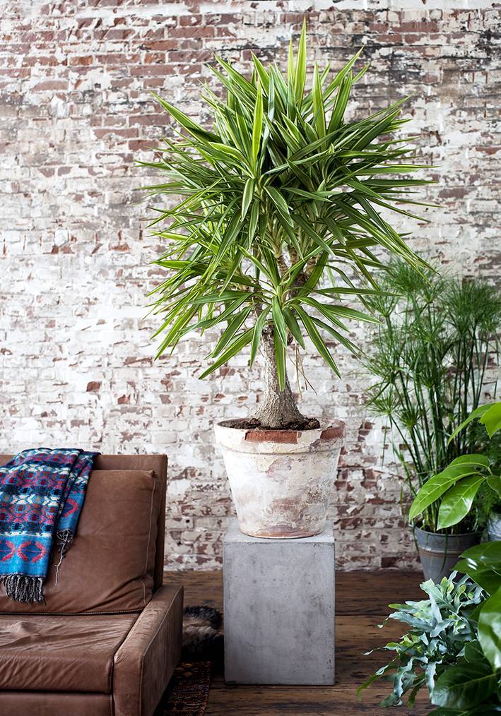 01.Yucca.8.low.width-1200