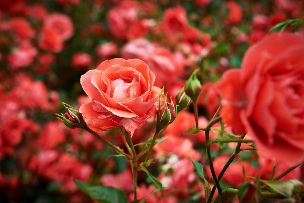 01 Rozen 02 WEB