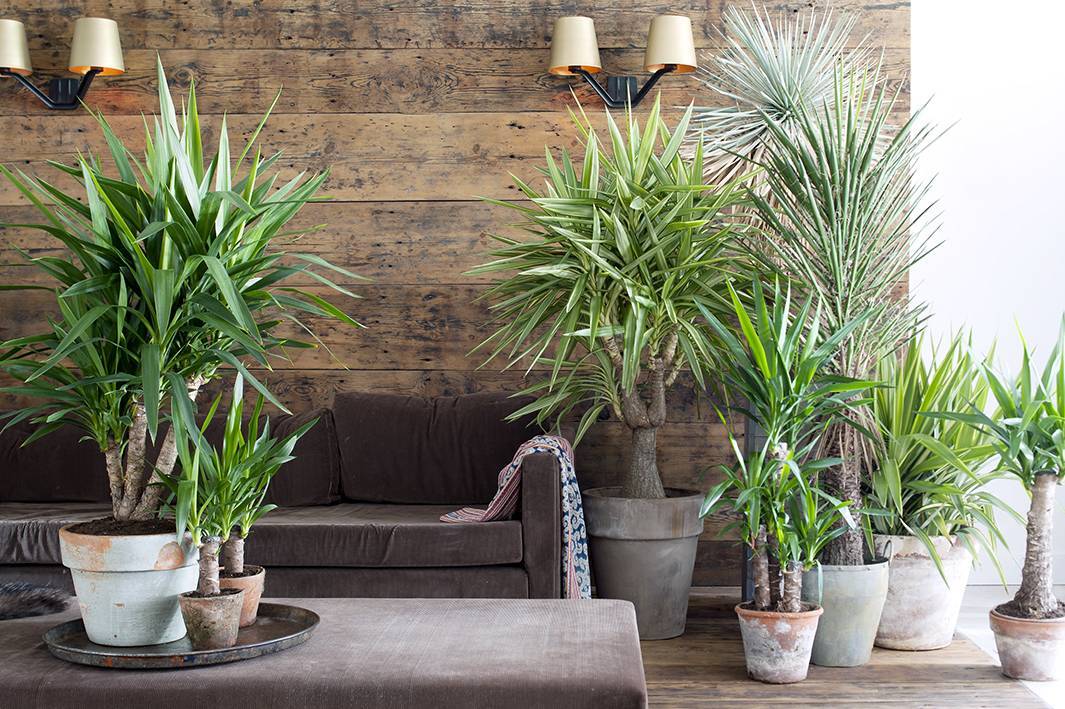 01_tqaBu6l.Yucca.6.low.original