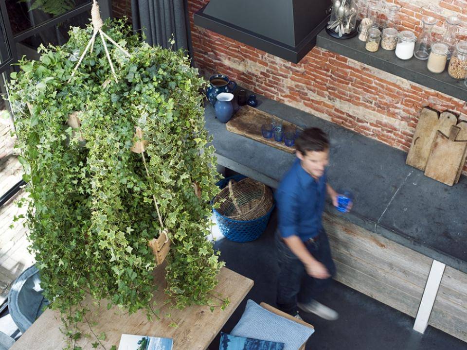 Indoor climbing plants - Plants & Flowers Foundation