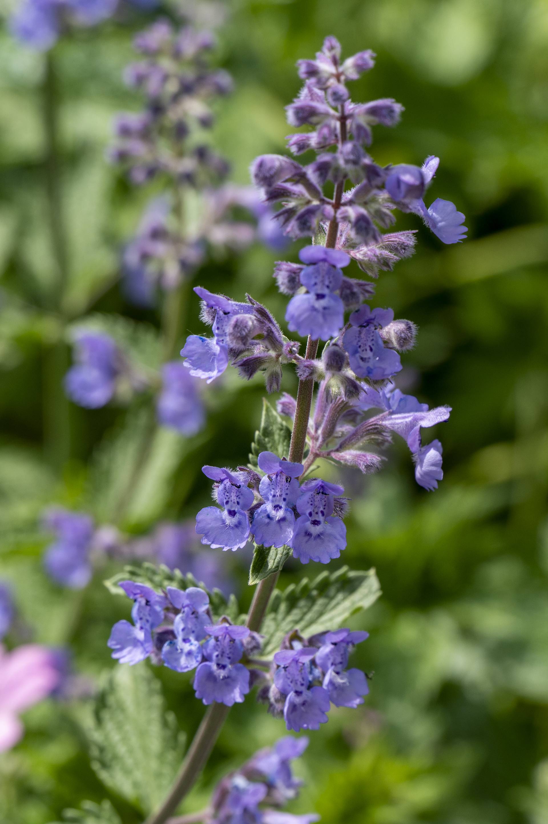 Nepeta