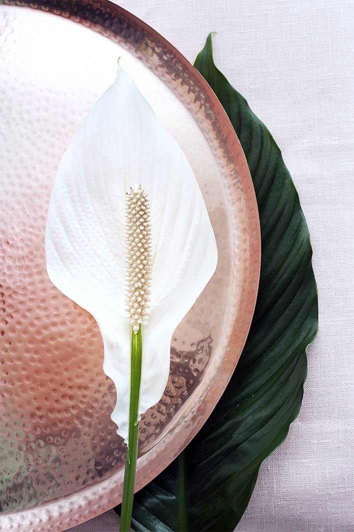 Spathipyllum (Lepelplant) detailfoto