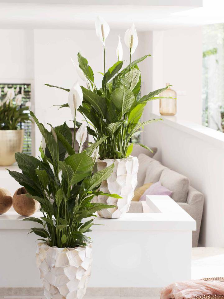 lepelplant in woonkamer in pot