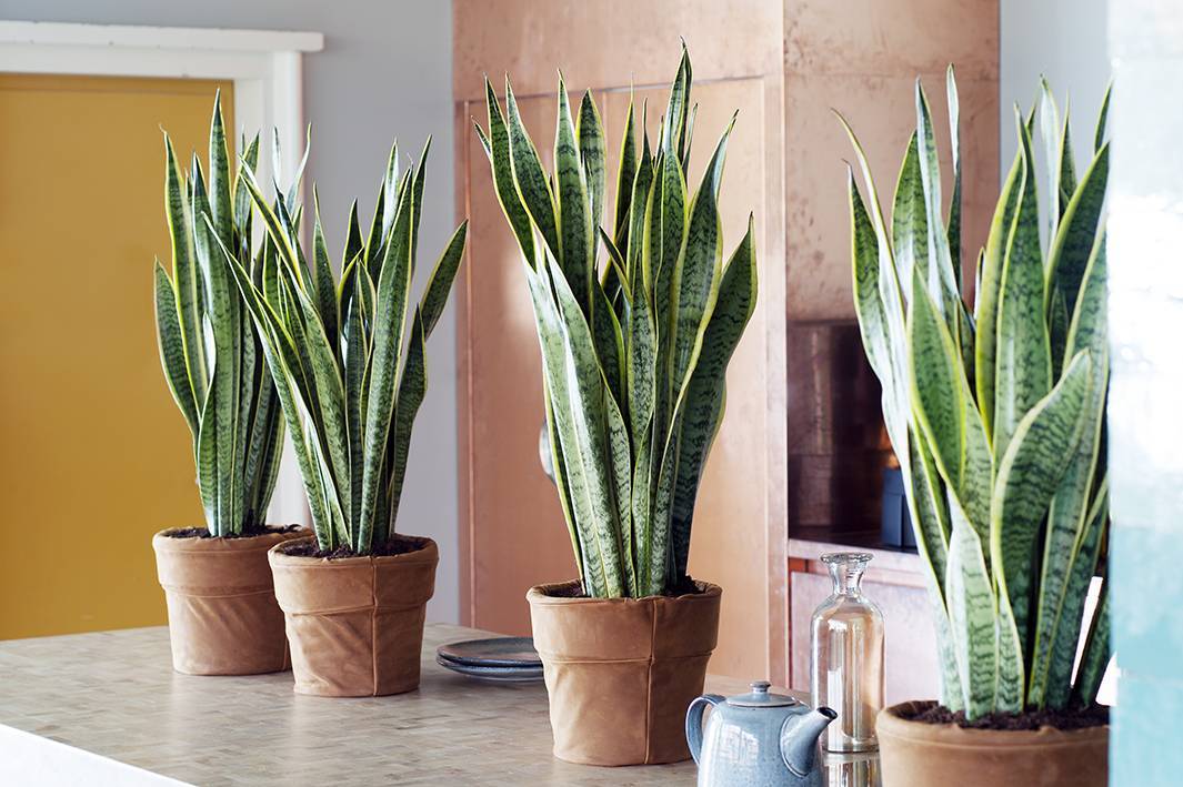 08.Sanseveria.4.low.width-1920 (1)